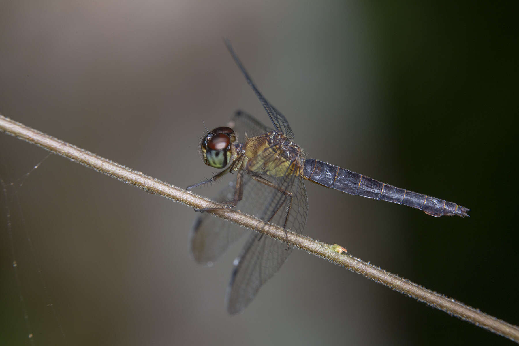 Imagem de Orchithemis pulcherrima Brauer 1878