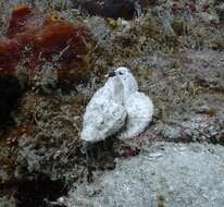 Image of Flasher scorpionfish