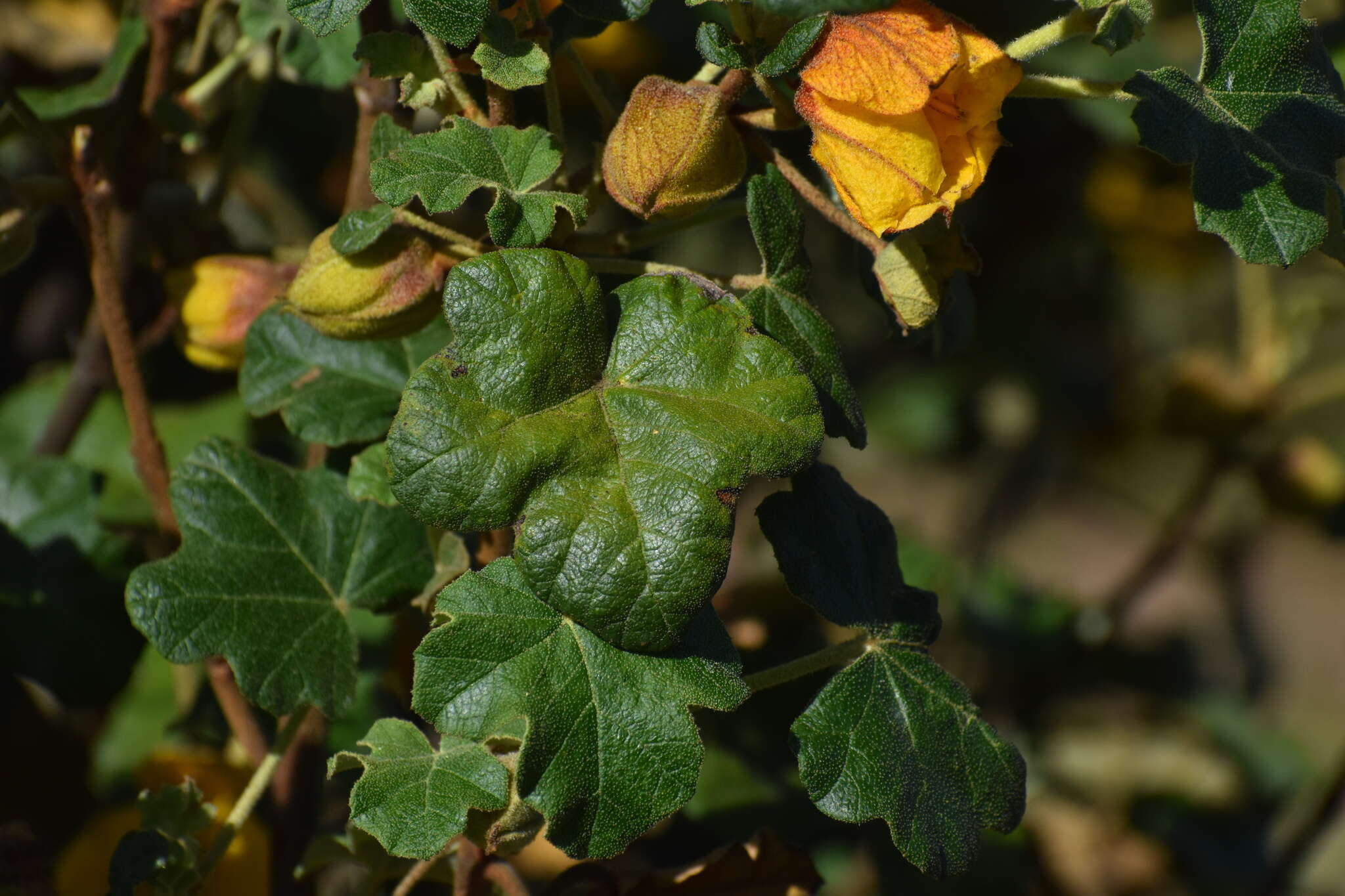 Image of Mexican flannelbush