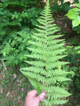 Image of eastern hayscented fern