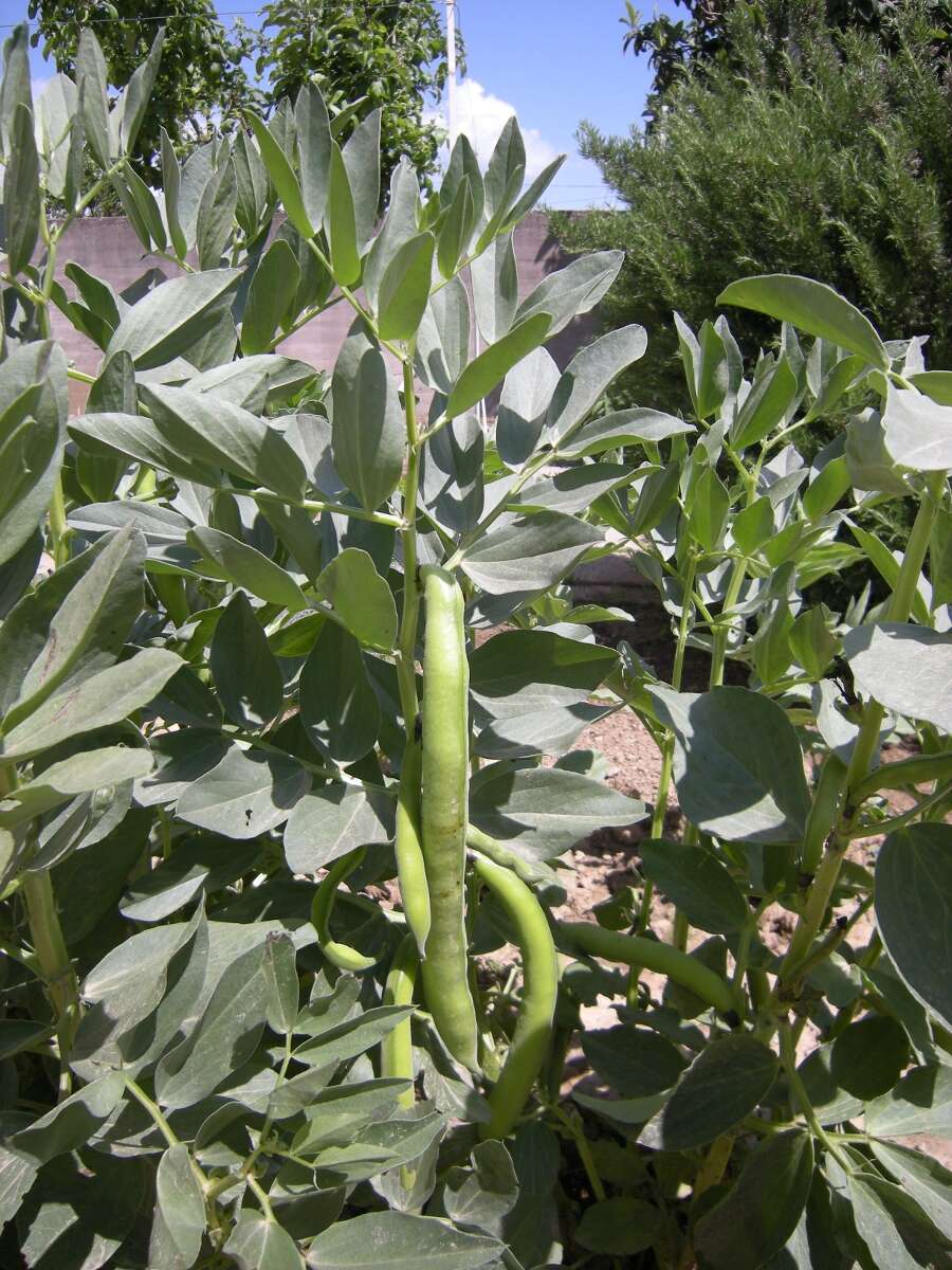 Image of Broad Bean