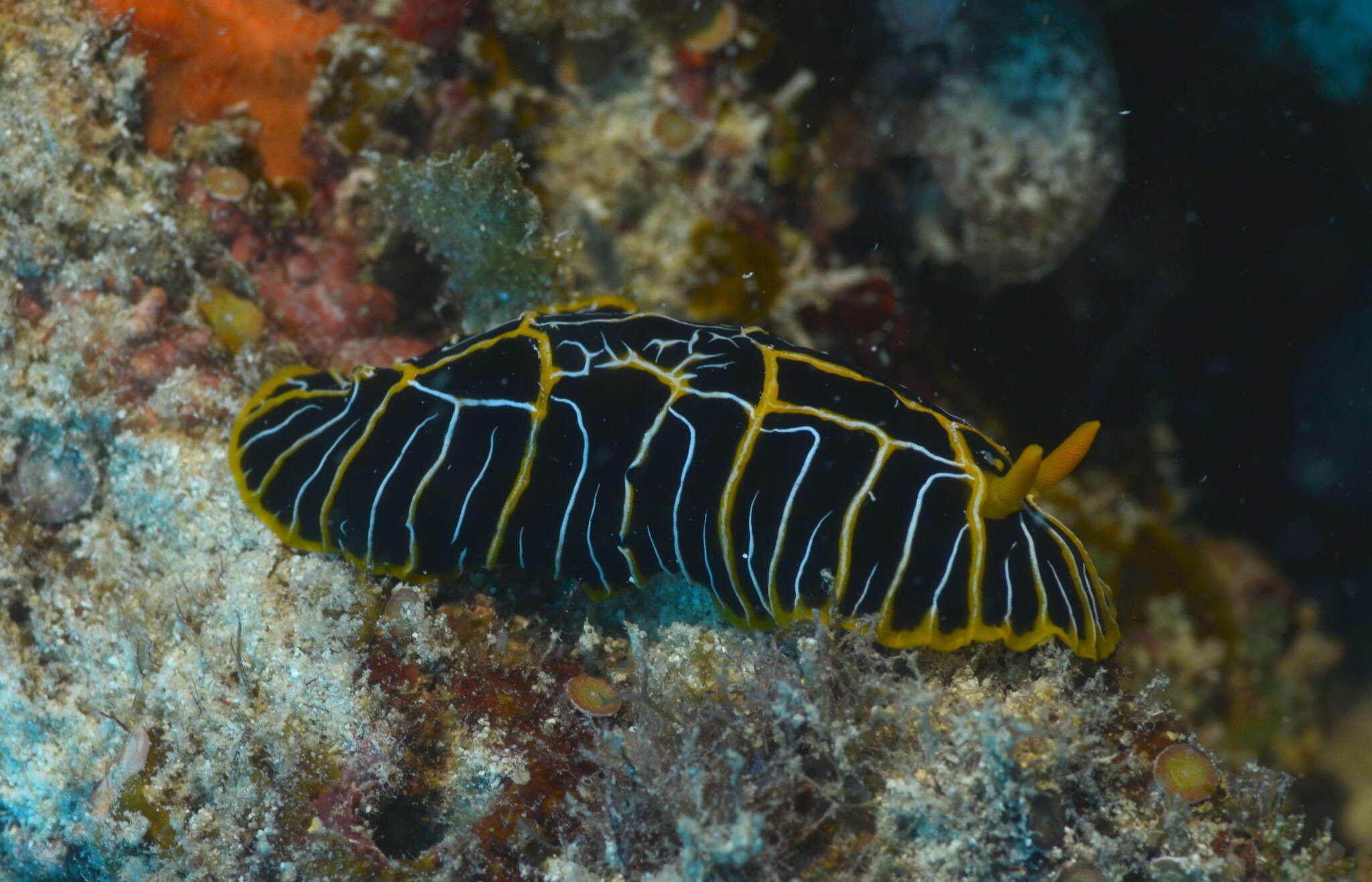 Image of Orange ridge black slug