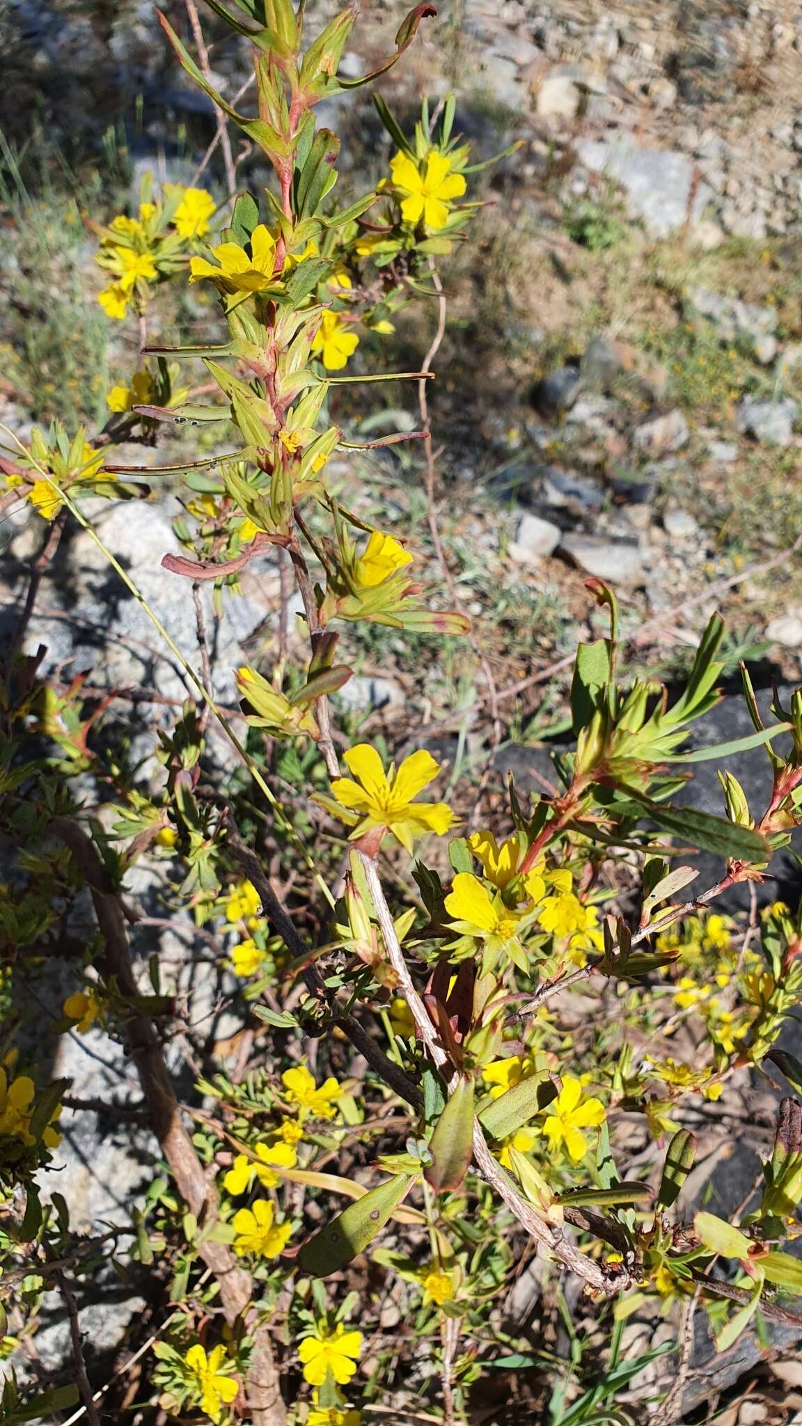 Image de Hibbertia subvaginata (Steudel) F. Müll.