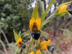 Plancia ëd Chloraea disoides var. picta (Phil. ex Kraenzl.) M. N. Correa