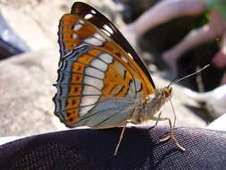 Image of poplar admiral