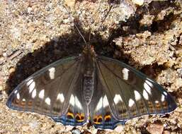 Image of poplar admiral