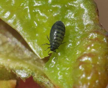 Image of Manzanita Leaf Gall Aphid