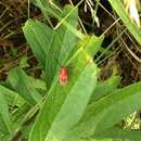 Image of Blackened Milkweed Beetle