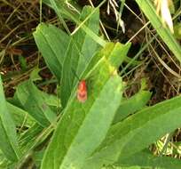 Image of Blackened Milkweed Beetle