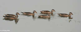 Image of Cotton Pygmy Goose