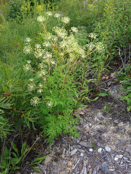 Image of bristly sarsaparilla