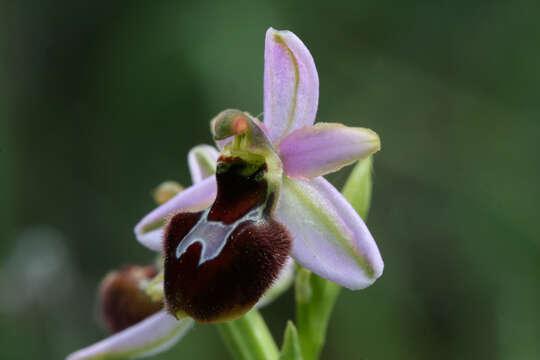 Image of Ophrys arachnitiformis Gren. & Philippe