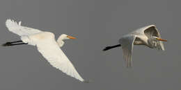 Image of Eastern great egret