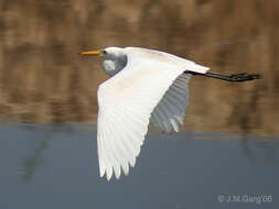 Image of Eastern great egret