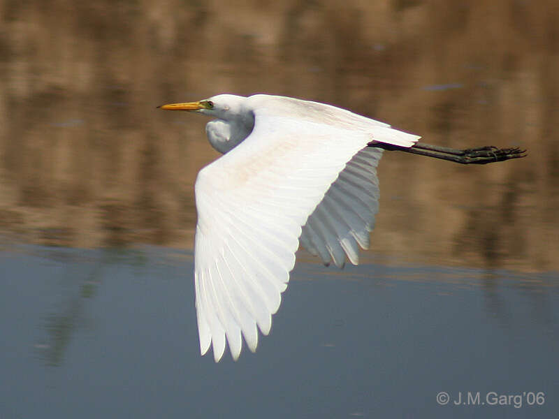 Image of Eastern great egret