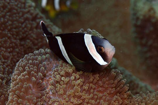 Image of Maroon clownfish