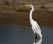 Image of Eastern great egret