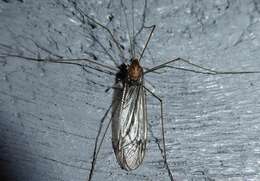 Image of Leptotarsus (Macromastix) pallidus (Hutton 1900)