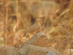 Image of Rufous-tailed Lark