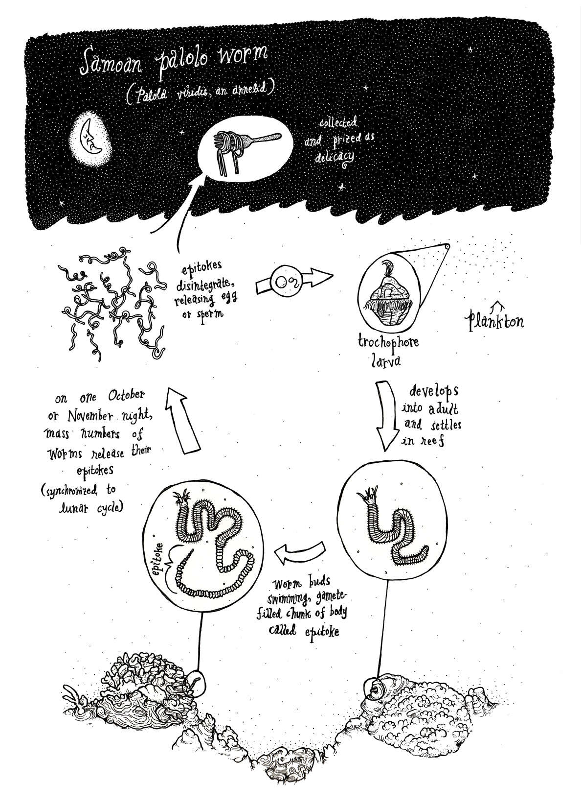 Image of palolo worm