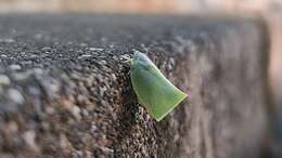 Image of Phylliana alba (Jacobi 1915)