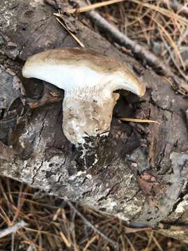 Image of Jahnoporus hirtus (Cooke) Nuss 1980