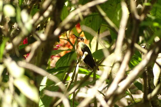 Image of Rufous Sabrewing