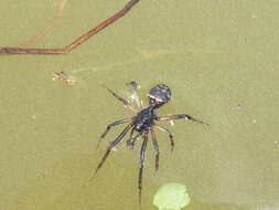 Image of Cobweb weaver