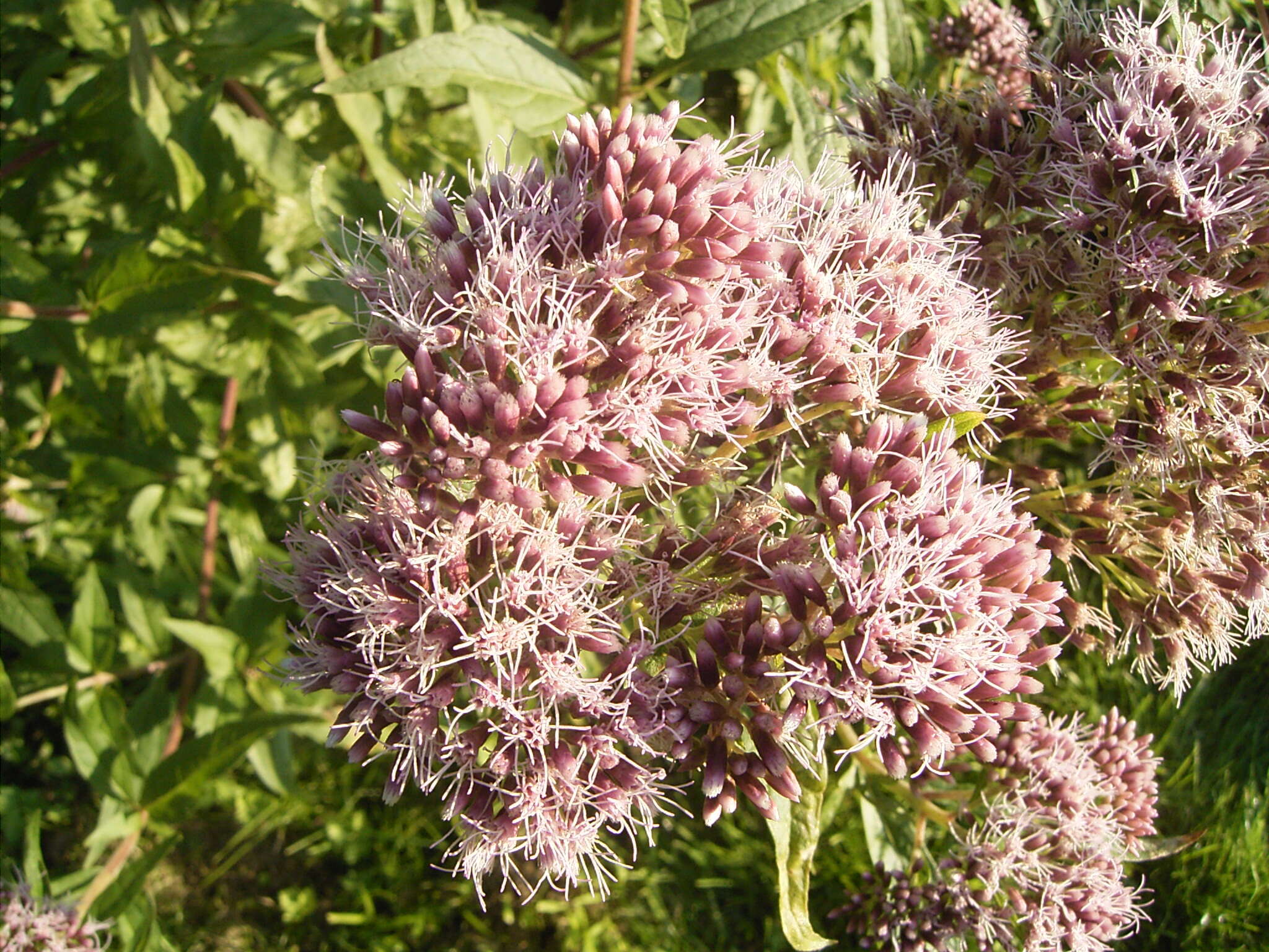 Image of hemp agrimony