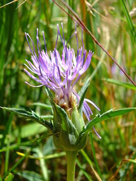 Image of Carduncellus monspeliensium All.