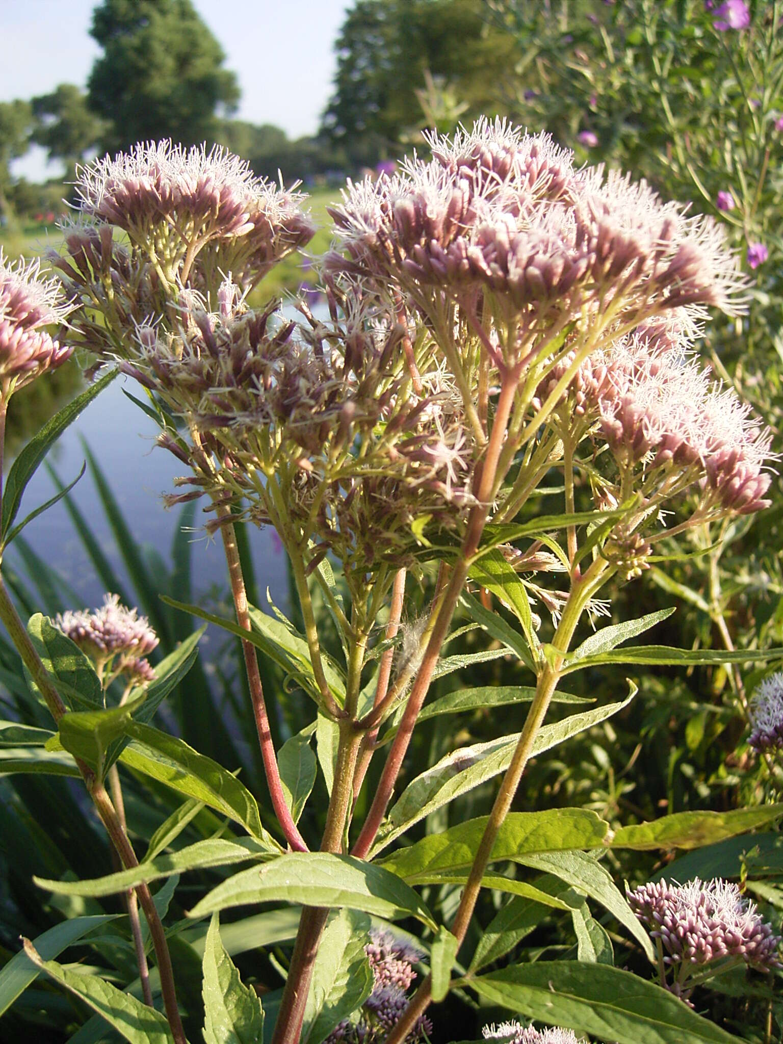 Image of hemp agrimony