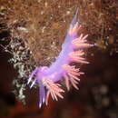 Paraflabellina ischitana (Hirano & T. E. Thompson 1990) resmi