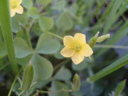 Image de Oxalis stricta