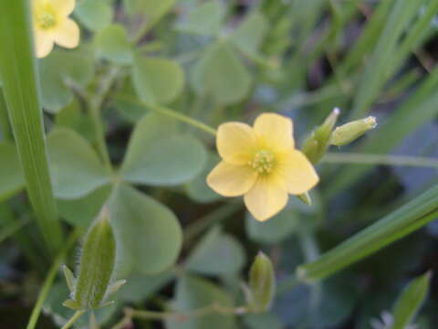 Image de Oxalis stricta