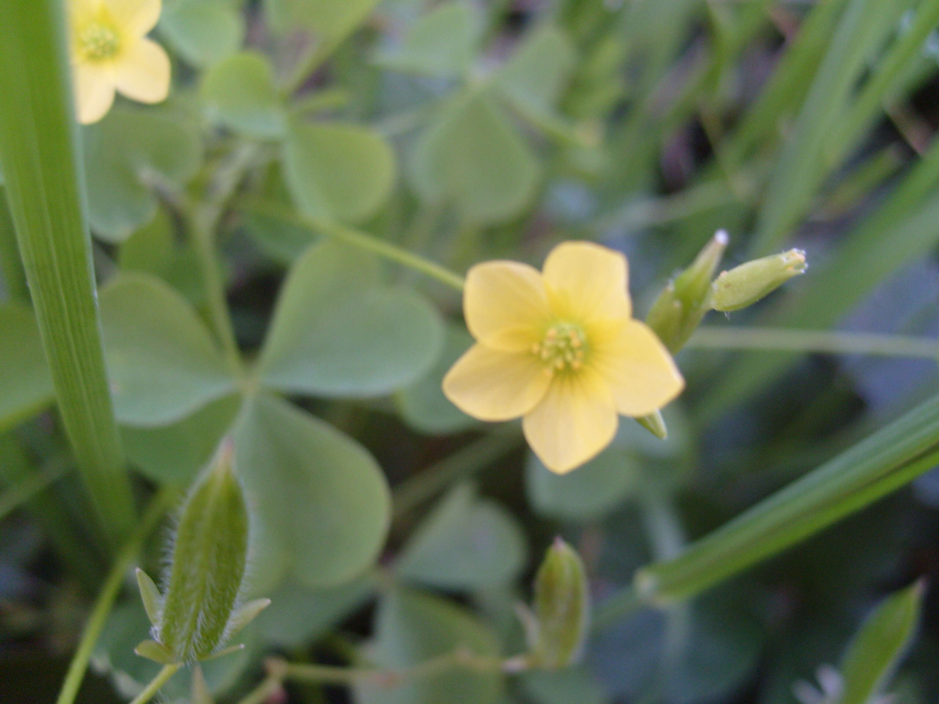 Image de Oxalis stricta