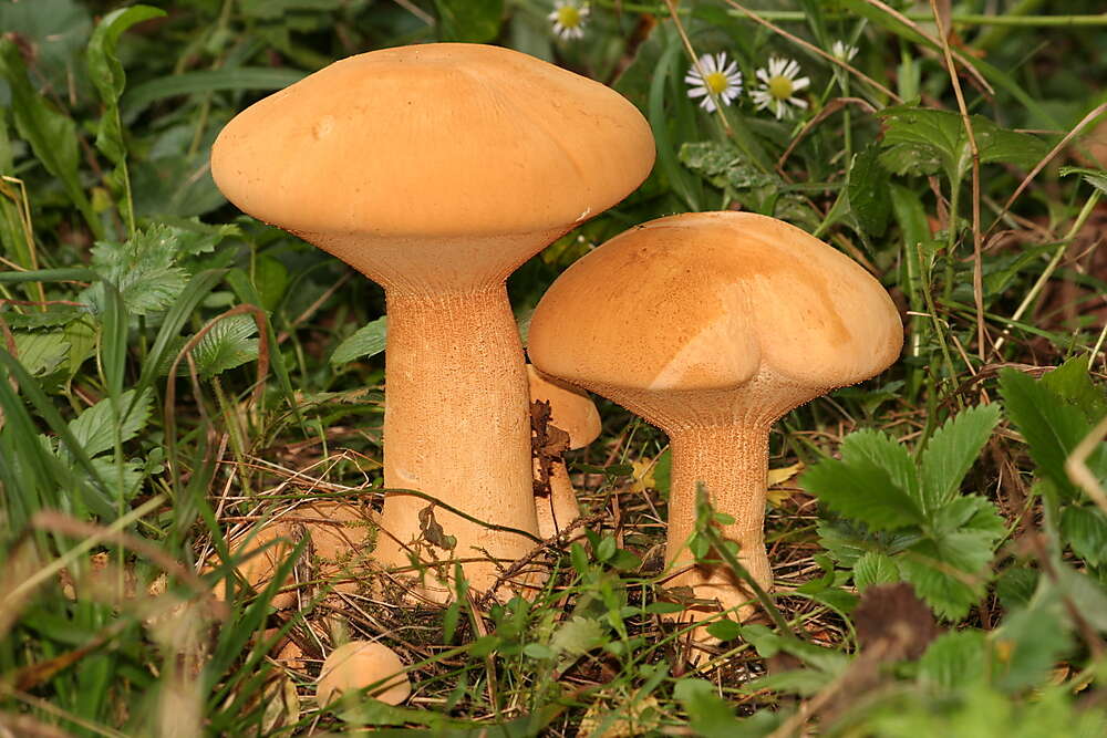 Image of Phaeolepiota