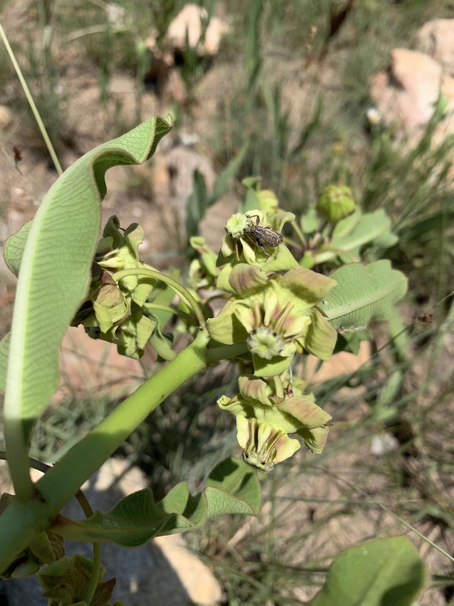 Sivun Pachycarpus asperifolius (Meissn.) Meissn. kuva