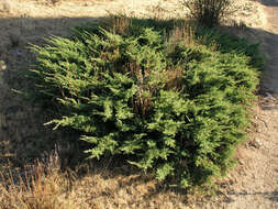 Image of Common Juniper