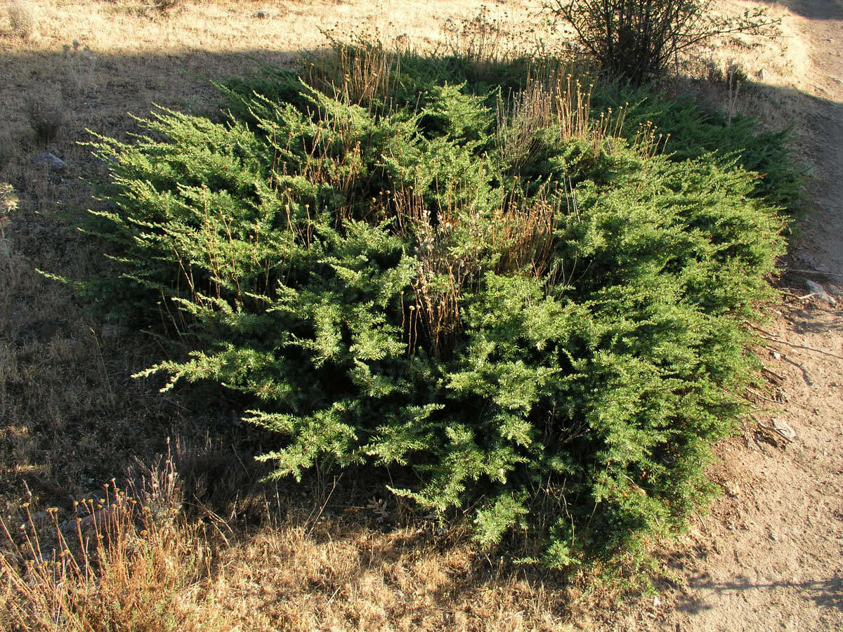 Image of Common Juniper