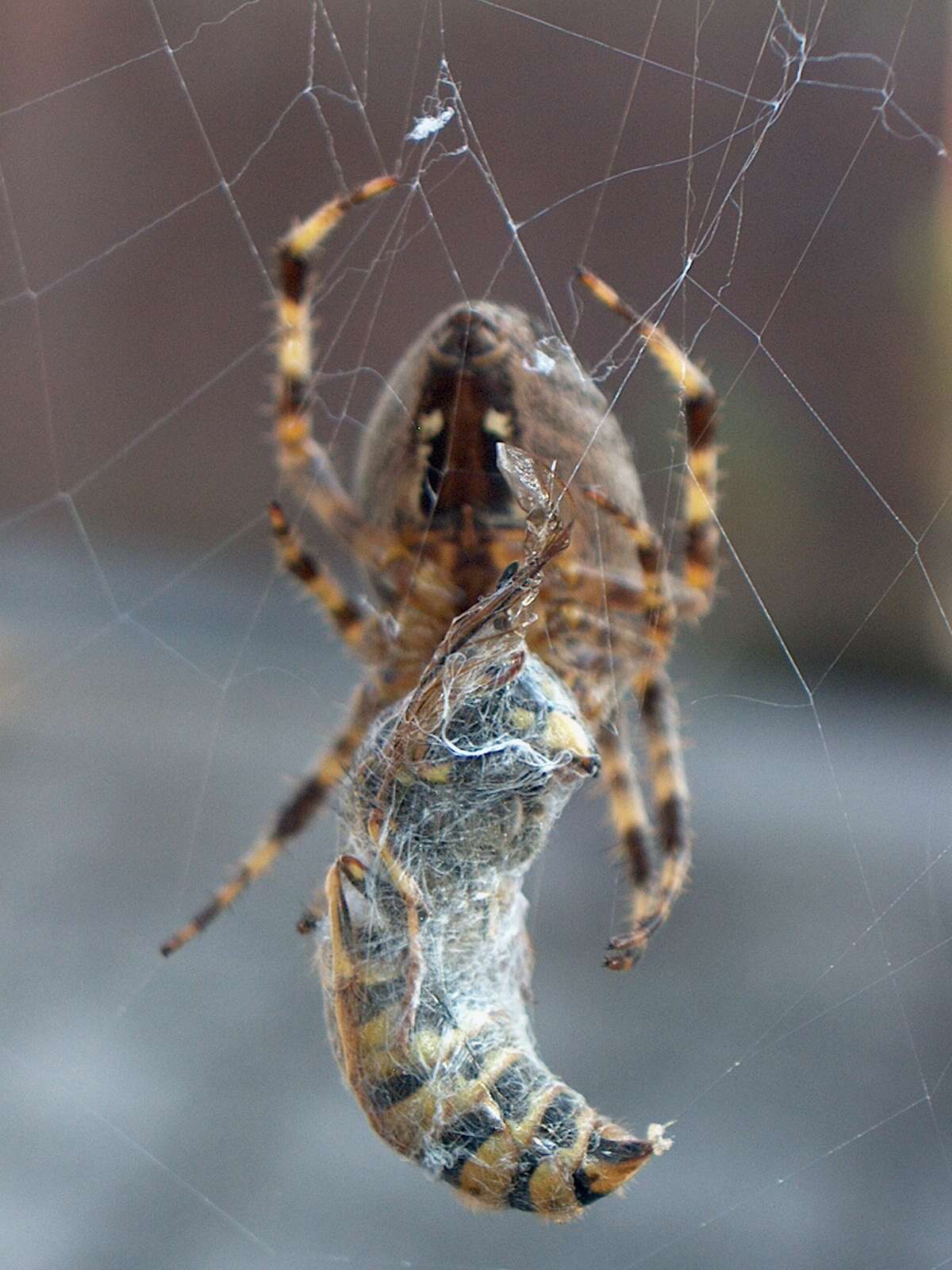 Image of Garden spider