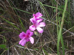 Image of Pelargonium elegans (Andr.) Willd.