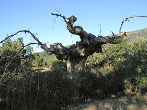 Image of Iberian white oak