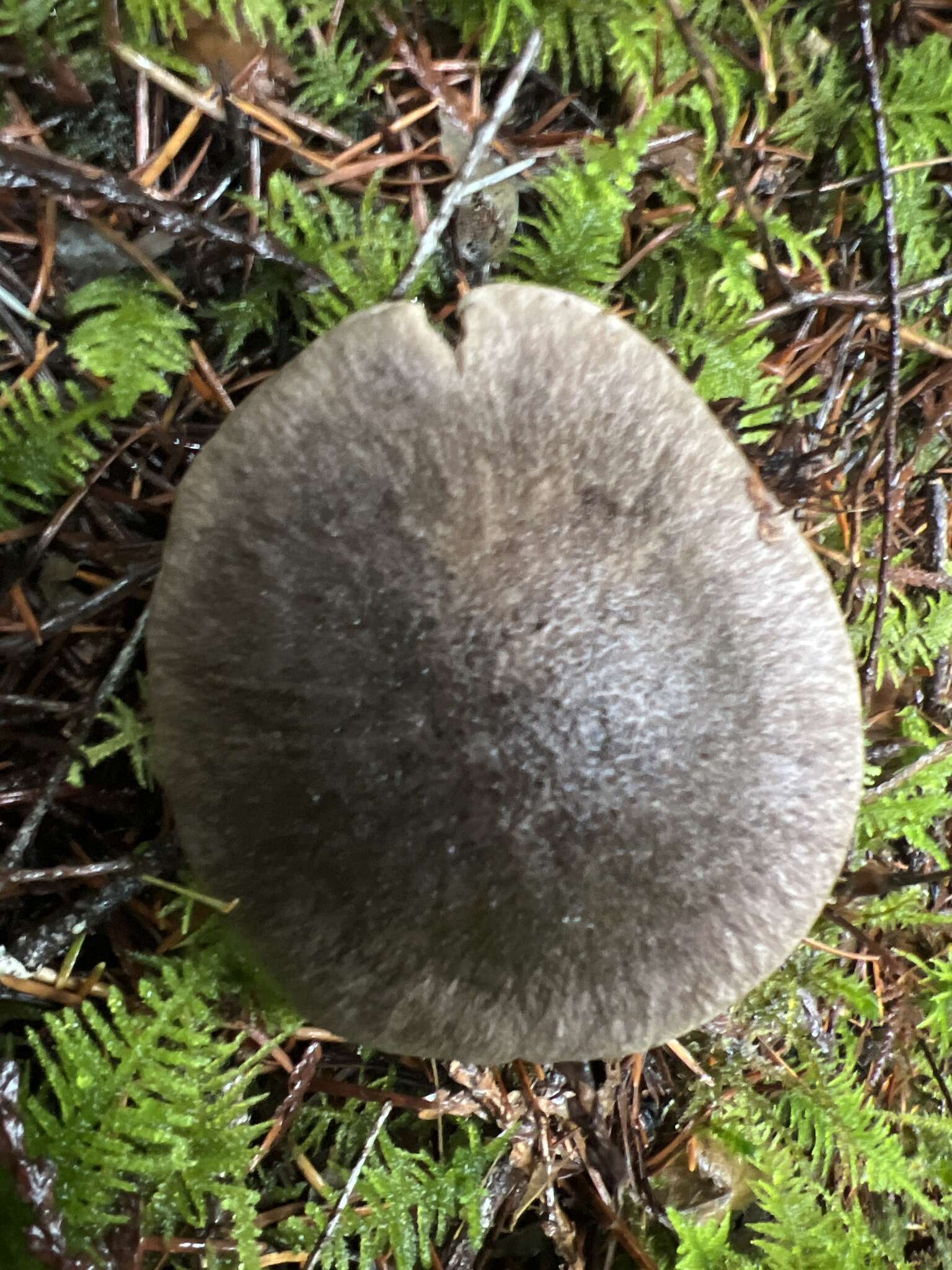 Слика од Tricholoma atroviolaceum A. H. Sm. 1944