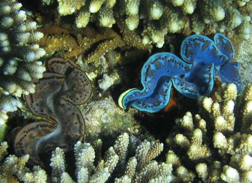 Image of Small giant clam