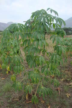 Image of cassava