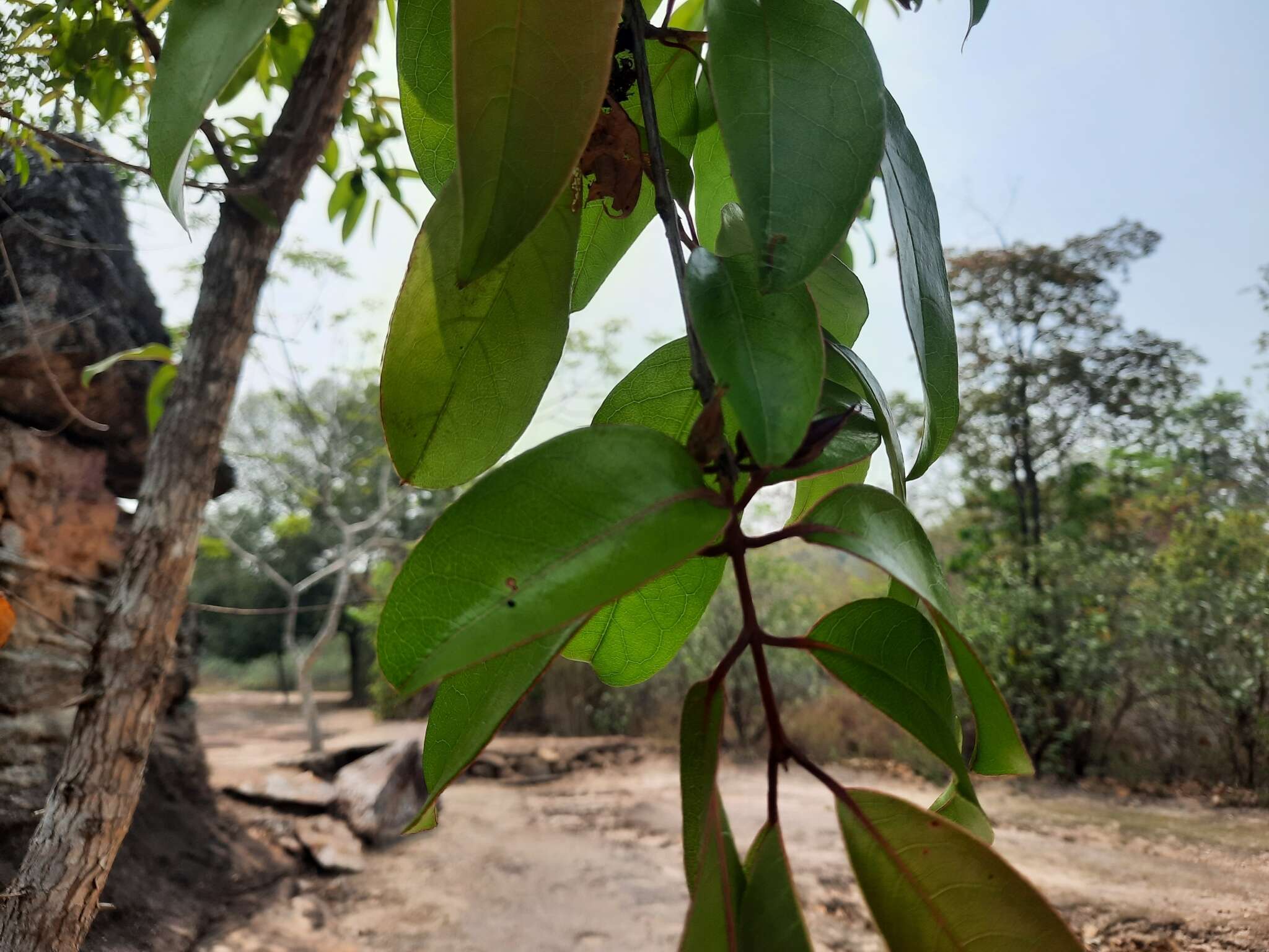 Image of Cratoxylum formosum subsp. formosum