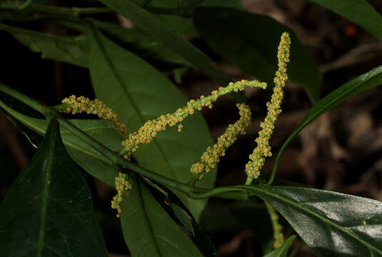 Sivun Tetrorchidium didymostemon (Baill.) Pax & K. Hoffm. kuva