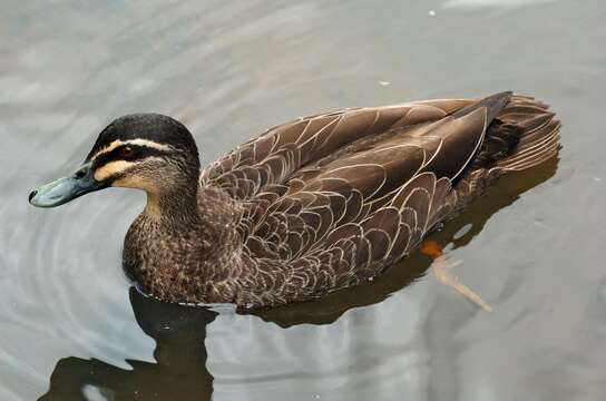 Image of Grey Duck