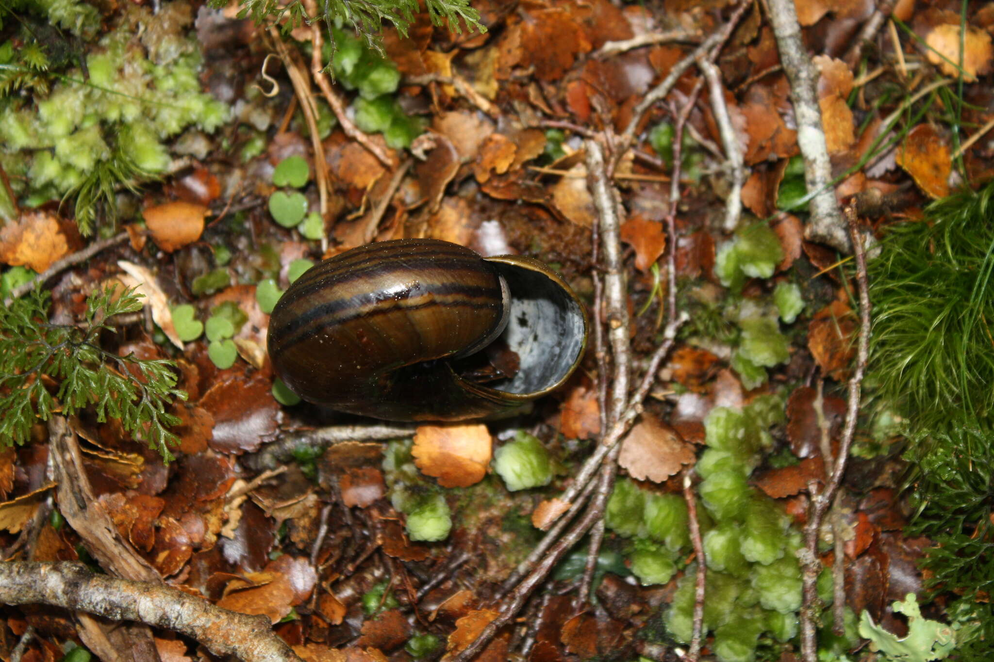 Image of Powelliphanta hochstetteri bicolor (Powell 1930)