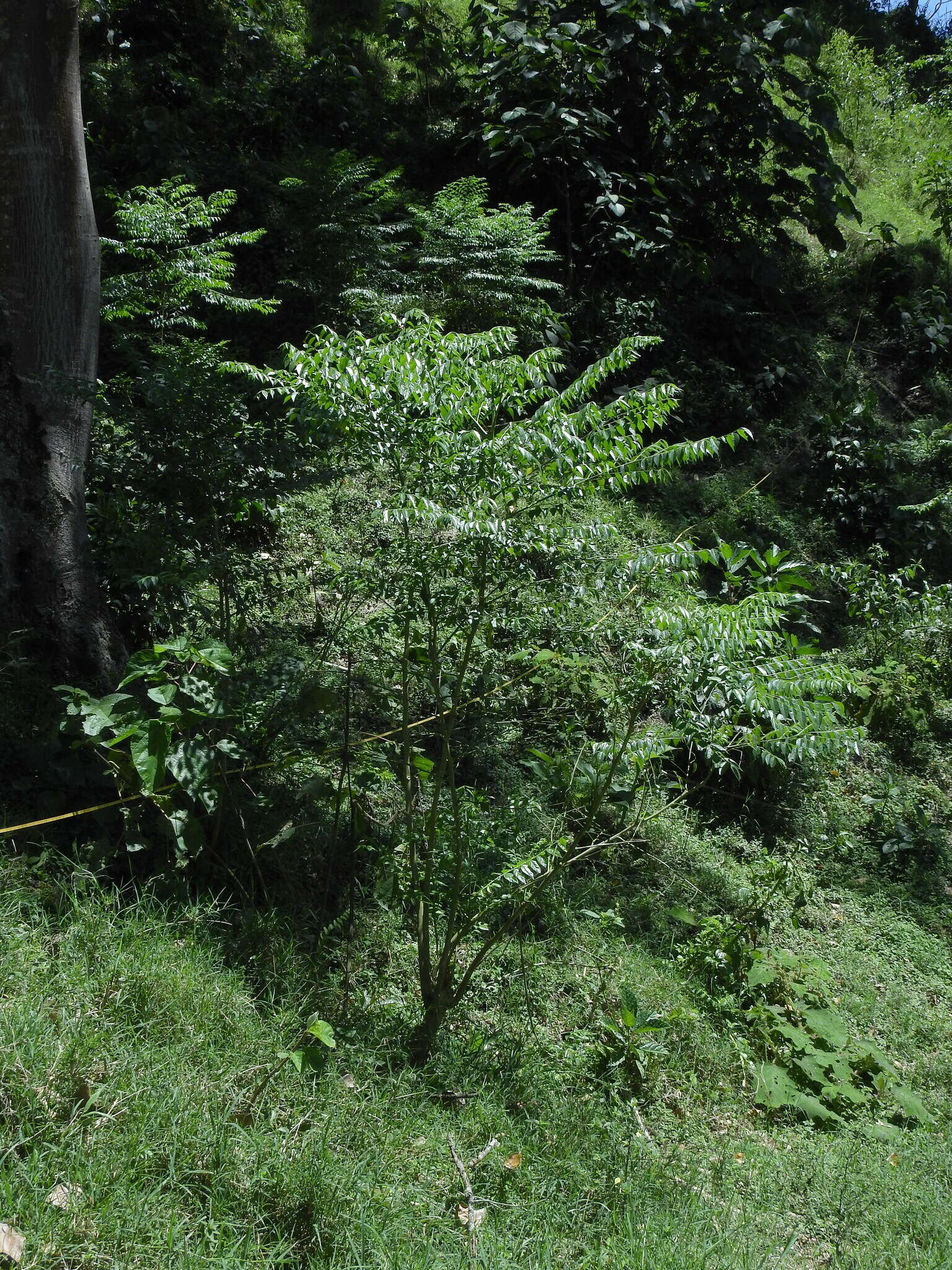 Phyllanthus acuminatus Vahl的圖片